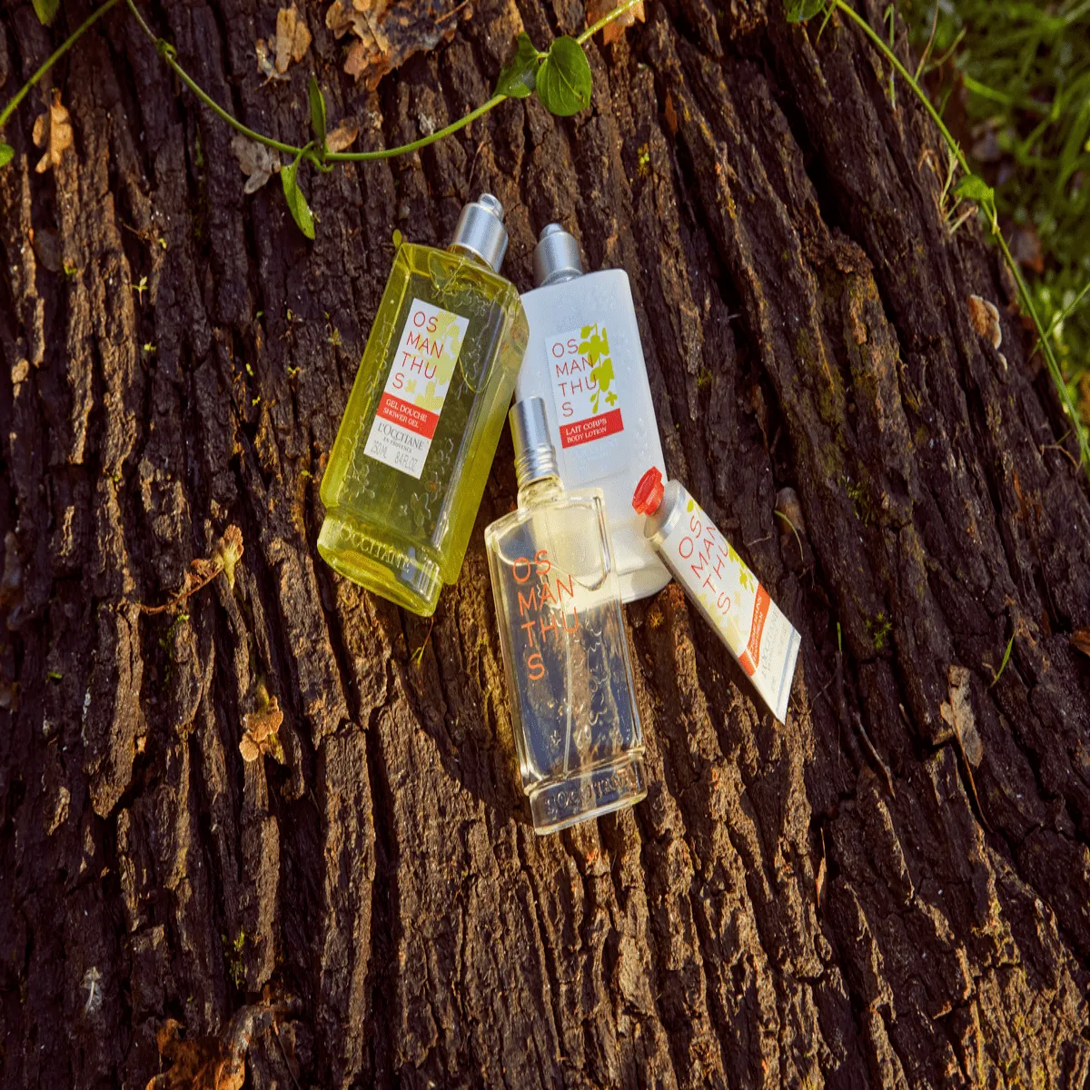 Duo el Osmanthus“