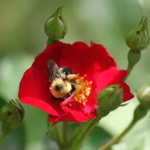 Handmade Solid Perfume With Flower