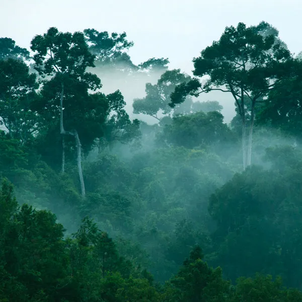 Kalimantan